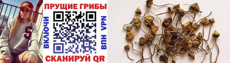 Галлюциногенные грибы MAGIC MUSHROOMS  omg   маркетплейс как зайти  Буйнакск 